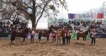 Los Grandes Premios de la Expo Semana de la Chilenidad 2019 Los Grandes Premios de la Expo Semana de la Chilenidad 2019