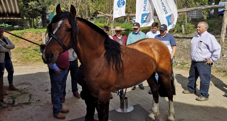 Taller de herraje muy productivo tuvieron corraleros y criadores de Malleco