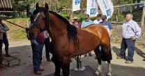 Taller de herraje muy productivo tuvieron corraleros y criadores de Malleco Taller de herraje muy productivo tuvieron corraleros y criadores de Malleco