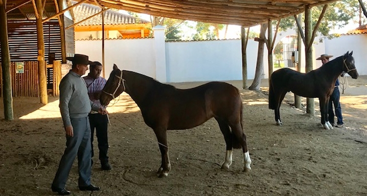 Criadores de Los Andes tendrán doble atractivo en su Día de Campo