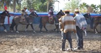 Ferocam suspendió sus rodeos y espera el desarrollo de los acontecimientos Ferocam suspendió sus rodeos y espera el desarrollo de los acontecimientos