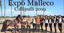Criadores de Malleco se preparan para enfrentar importantes desafíos Criadores de Malleco se preparan para enfrentar importantes desafíos