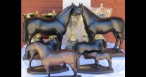 Asociación Ñuble avanza en preparativos de su Exposición y Rodeo Para Criadores Asociación Ñuble avanza en preparativos de su Exposición y Rodeo Para Criadores