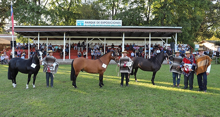 Criadores de Cautín están listos para la tradicional Expo SOFO