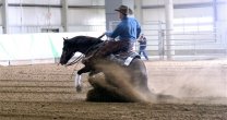 Marcelo Guzmán: La versatilidad del Profanao la podemos replicar en todos los Caballos Chilenos Marcelo Guzmán: La versatilidad del Profanao la podemos replicar en todos los Caballos Chilenos