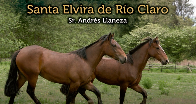 Criadero Santa Elvira de Río Claro lleva a remate destacadas sangres