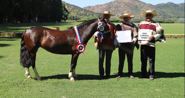 Asociación de Criadores de Colchagua cierra sus actividades del año con Exposición