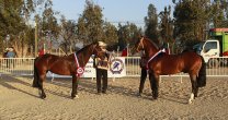 Talentoso y Espiguita impusieron sus atributos en Expo Petorca-Los Andes 2020 Talentoso y Espiguita impusieron sus atributos en Expo Petorca-Los Andes 2020