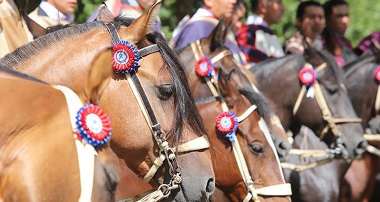 Asociación Los Ríos alista interesante Exposición y Rodeo para Criadores en Lanco