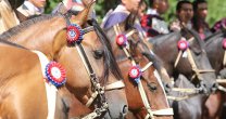 Asociación Los Ríos alista interesante Exposición y Rodeo para Criadores en Lanco Asociación Los Ríos alista interesante Exposición y Rodeo para Criadores en Lanco