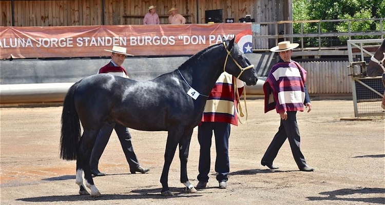 El programa oficial de la Expo Nacional y la Final de Rodeos Para Criadores 2020