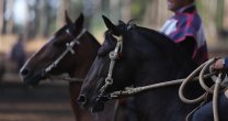 Las planillas de la Final de Rodeos Para Criadores 2020 Las planillas de la Final de Rodeos Para Criadores 2020