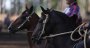 Las planillas de la Final de Rodeos Para Criadores 2020 Las planillas de la Final de Rodeos Para Criadores 2020