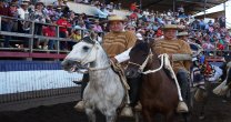 Disfruta la Serie de Campeones de la Final de Criadores 2020 Disfruta la Serie de Campeones de la Final de Criadores 2020