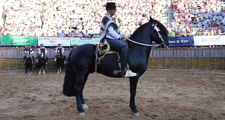 Departamento Técnico de la Federación de Criadores realizará tradicional medición de caballos premiados