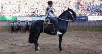 Departamento Técnico de la Federación de Criadores realizará tradicional medición de caballos premiados Departamento Técnico de la Federación de Criadores realizará tradicional medición de caballos premiados