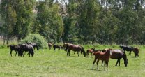 Criaderos Los Tacos de Rumai y Las Cañitas tienen atractivo remate en Batuco Criaderos Los Tacos de Rumai y Las Cañitas tienen atractivo remate en Batuco
