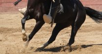 El Movimiento a la Rienda coronó a Jorge Muñoz, Valentina Hernández y Guillermo Segura en Batuco
