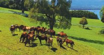Criadero Laderas del Llanquihue tiene interesante remate en el Gil Letelier Criadero Laderas del Llanquihue tiene interesante remate en el Gil Letelier