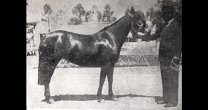 Disfruta este artículo de Miguel Letelier publicado en el Stud Book del Caballo Chileno Disfruta este artículo de Miguel Letelier publicado en el Stud Book del Caballo Chileno