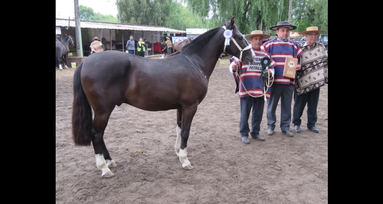 Criadero Lomas de Huape cosecha éxito en Exposiciones y también apunta al Rodeo