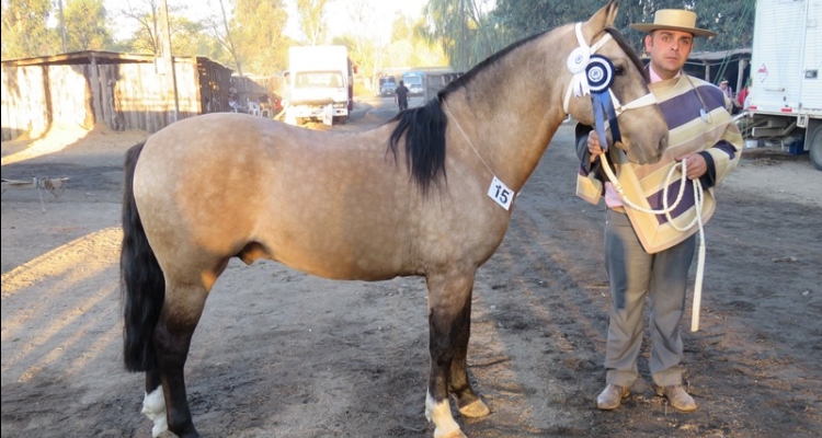 Criadero Casas de Lo Pilar, forjado con esfuerzo y amor por el caballo