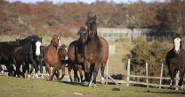 Anuario del Rodeo 2017: La Familia Corralera que construyó en Magallanes el Criadero Ayelén