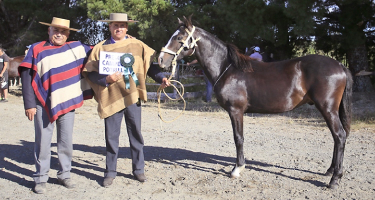 Guido Soto, trabajando por el Caballo Chileno en Chiloé