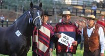Rafael Canihuante encara la pandemia trabajando sus caballos: Hay que aguantar el chaparrón Rafael Canihuante encara la pandemia trabajando sus caballos: Hay que aguantar el chaparrón