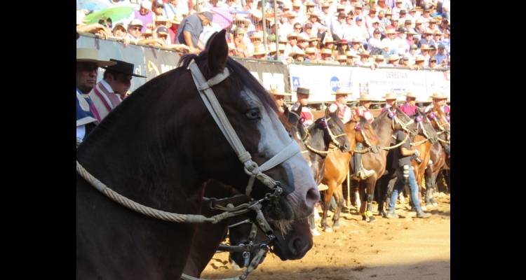 Remate Virtual de Montas Solidario de los Criadores de Ñuble culminó con gran éxito