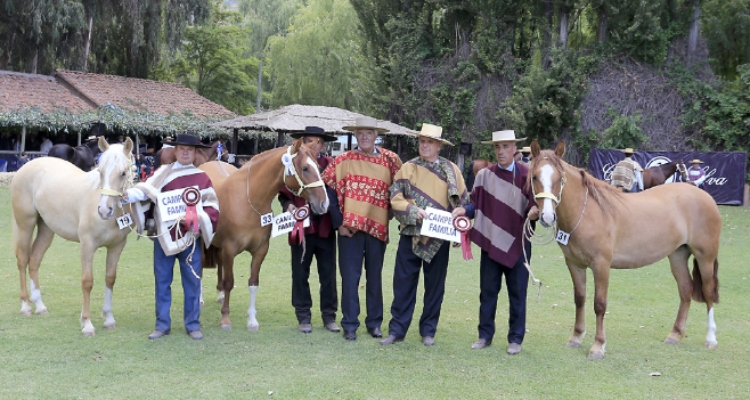 Criadero Los Silos, la pasión de los hermanos Larraín