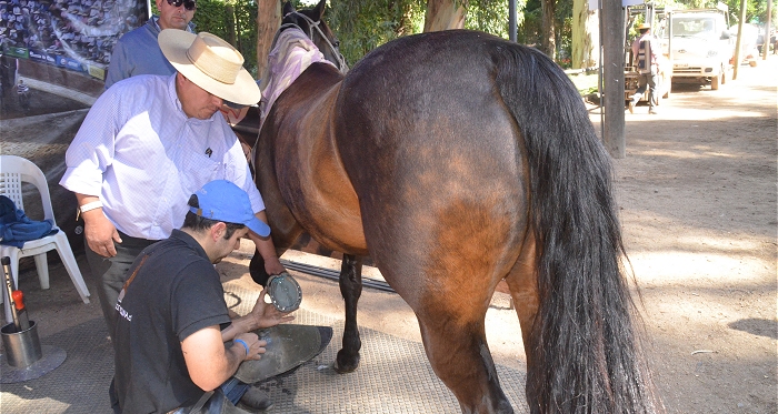Mustad ofrece variada gama de productos para el cuidado de los caballos