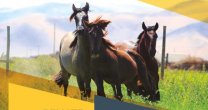 Ya está disponible el catálogo para remate de Agua de Los Campos, Taitao, El Convento y El Libertador Ya está disponible el catálogo para remate de Agua de Los Campos, Taitao, El Convento y El Libertador