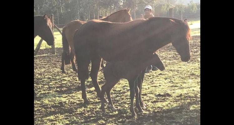 Donación a los Criadores de Caballos Chilenos de Cuyo sumó un potrilllo