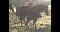 Donación a los Criadores de Caballos Chilenos de Cuyo sumó un potrilllo Donación a los Criadores de Caballos Chilenos de Cuyo sumó un potrilllo