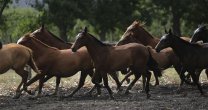 ¿Los caballos olvidan a sus dueños? Definitivamente, no ¿Los caballos olvidan a sus dueños? Definitivamente, no