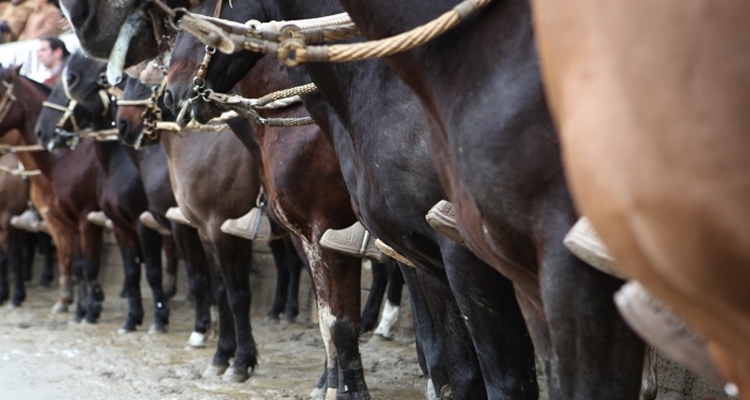 Corraleros y criadores por cuarentena en Coquimbo: Los huasos debemos dar el ejemplo