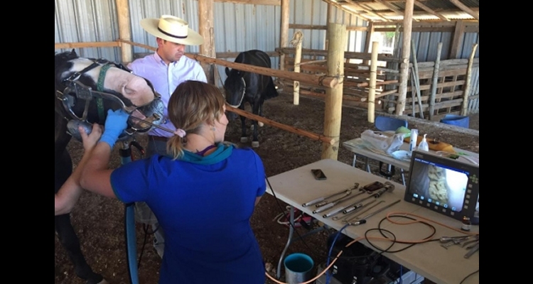 Con charla sobre odontología equina en caballos corraleros continúa ciclo de los Criadores de Linares