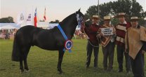 Criadores de Bío Bío tienen atractiva lista de potros para su Remate de Montas Solidario Criadores de Bío Bío tienen atractiva lista de potros para su Remate de Montas Solidario