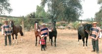 Criadero Los Vascos, la pasión familiar de los Silva Criadero Los Vascos, la pasión familiar de los Silva