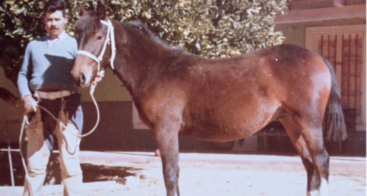 El Criadero Colemu, la pasión de Arturo Lavín, un estudioso del Caballo Chileno