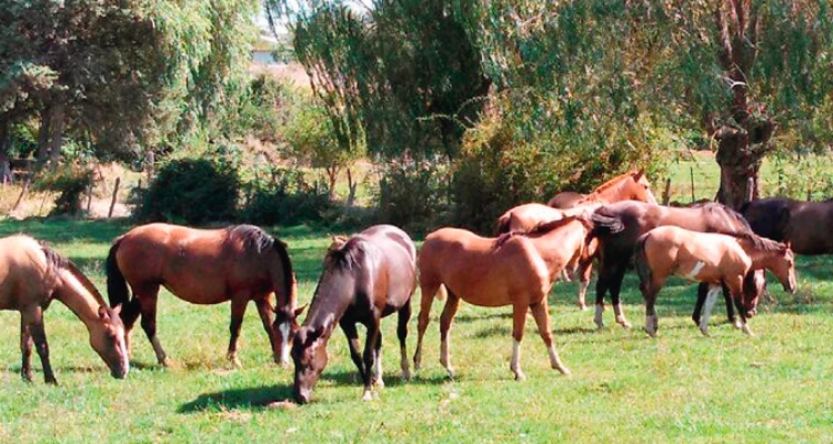 Criadero El Pozo de Oro, la riqueza de la familia Rossler