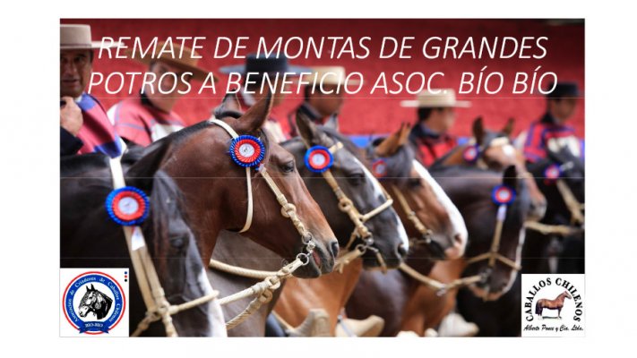 Remate de Montas Solidario de Bío Bío vive sus últimas horas