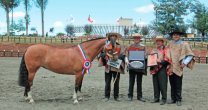Criadero El Molino y Harald Stegmann se forjaron un lugar en la crianza Criadero El Molino y Harald Stegmann se forjaron un lugar en la crianza