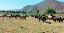 Criadero Aguas del Choapa, al alero de Agua de los Campos y Maquena Criadero Aguas del Choapa, al alero de Agua de los Campos y Maquena