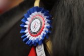 La Temporada 2020-2021 del Rodeo tendrá tres Clasificatorios La Temporada 2020-2021 del Rodeo tendrá tres Clasificatorios
