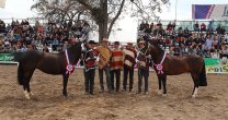 El recuerdo del triunfo de Distinguido y Lunática en la Expo Semana de la Chilenidad 2019 El recuerdo del triunfo de Distinguido y Lunática en la Expo Semana de la Chilenidad 2019
