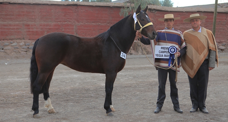 Francisco Hanke: A pesar de la pandemia hemos podido trabajar caballos