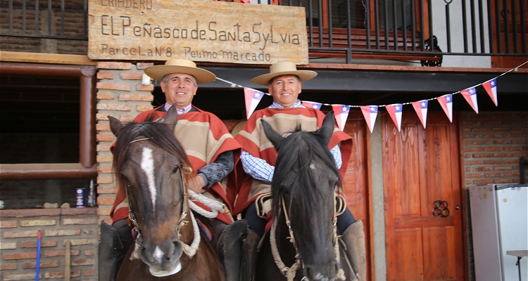 Así se preparan los caballos campeones de Chile para cuando se retome la competencia corralera