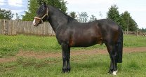 El Criadero Quillaycillo está de duelo: Falleció el Remehue II El Criadero Quillaycillo está de duelo: Falleció el Remehue II
